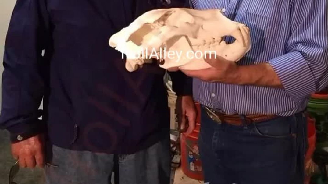 Heathen Hunter Gets Face Mauled Off By A Bear