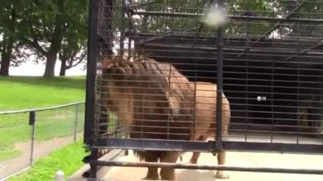 Lion Tired Of Being a Caged Slave Pisses On Heathens Looking At Him