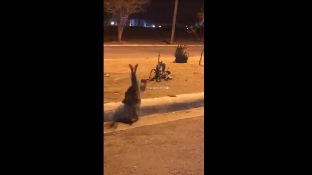 Crazy Mexicans Training Boxing Jack Rabbits