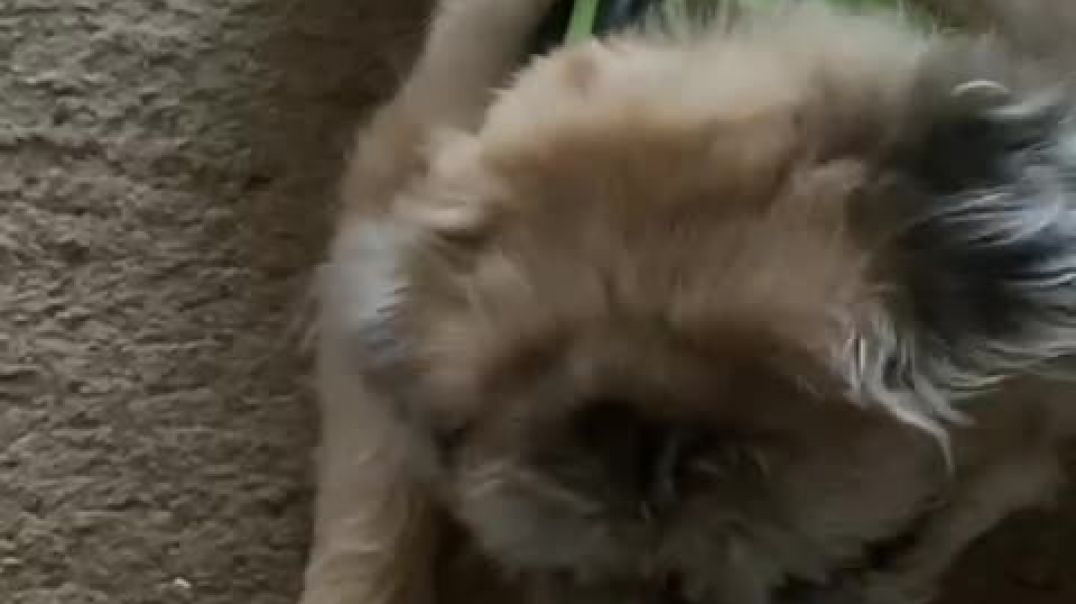 Miss. Fluff turned 15 today