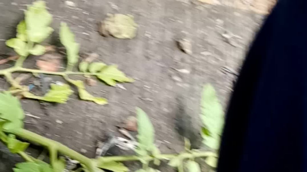 A Concrete rose for real!! All praise YHWH