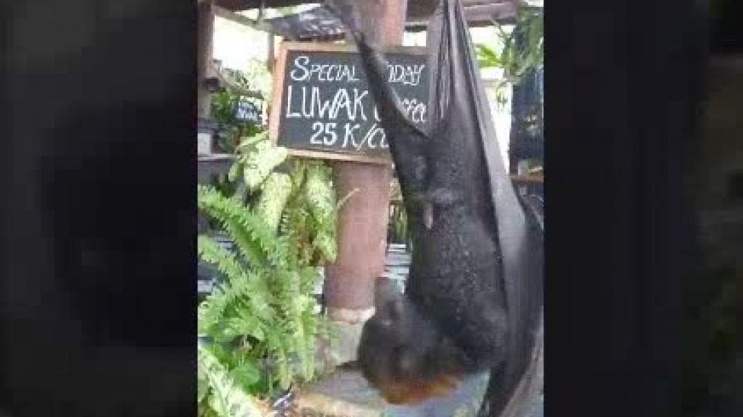 Enormous fox bat gives me the creeps, makes my skin crawl but pinks call it cute