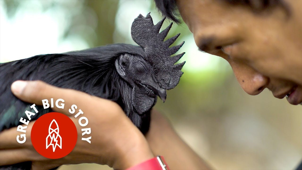 This Chicken Is Entirely Black, From Beak to Bone. Price $700 to $1,400 Doollars