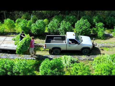 2019 High Falls Hemp Harvest Trailer