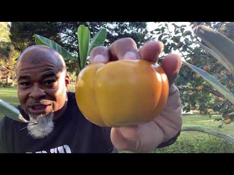 Supply shortages alternatives to feed and water our gardens