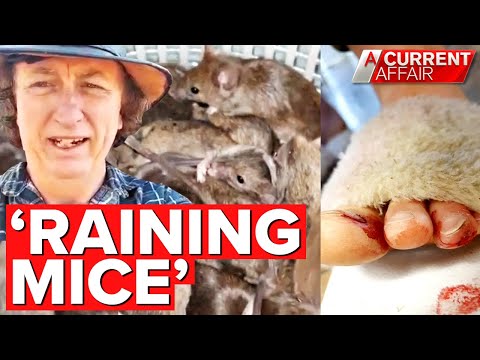 Horrific Mouse Plague White Australia.. First COVID-19 Now This. Payback Is A Bitch.