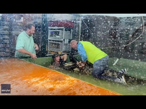 Alligator Attacks Handler At Child’s Birthday Party in Utah