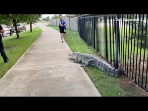 Houston: Gator Found Roaming in Fulshear Neighborhood
