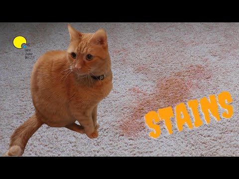 Cool Tool  for homeowners with PETS