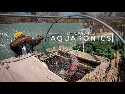 Backyard Aquaponics Farming Fresh Fish and Vegetables | PARAGRAPHIC
