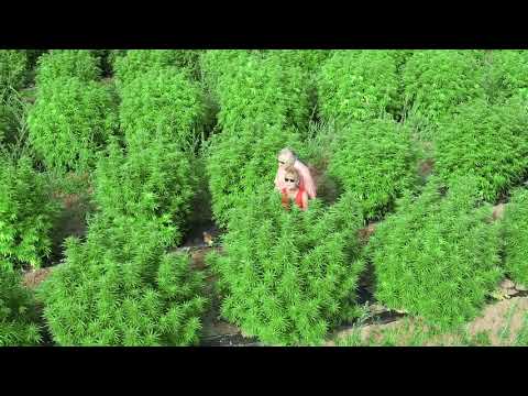2019 High Falls Hemp Harvest