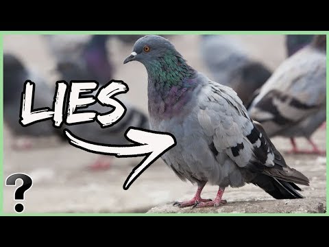 Are Birds Real?