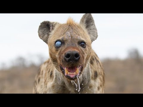 Powerful HyenaㅣPredator Becomes The PreyㅣPython is Attacking Hyenaㅣ하이에나가 모든 것을 사냥한다!