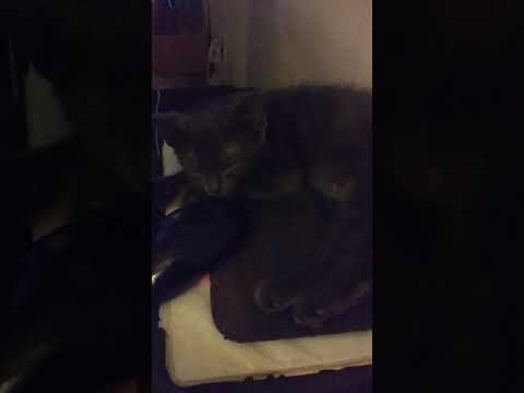 The INKY Files...His 1st Mouse...