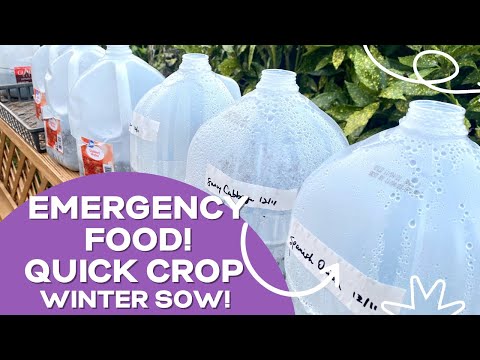 EMERGENCY FOOD! QUICK CROP! WINTER SOWING : A BEAUTIFUL NEST