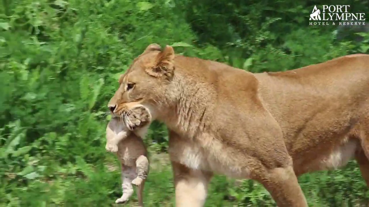 Proud Lioness Shows Off New-born Cub At Port Lympne Hotel & Reserve