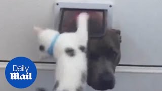 Playful kitten teaches curious dog not use cat flap