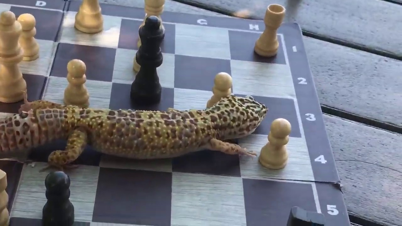 A Dragon in the Chess Kingdom