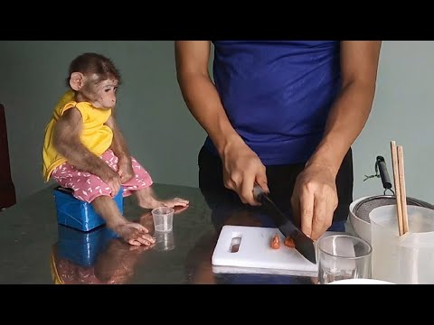 Asian Man and His Domesticated Monkey Baby