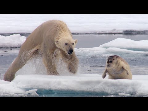 Hungry Polar Bear Ambushes Seal | The Hunt | BBC Earth
